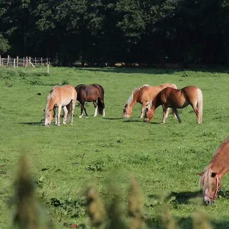 Wulfshof Ii Apartment Schneverdingen